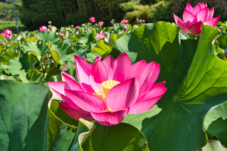 ⑧黒田直人「金野の郷に咲く救いの花」.jpg